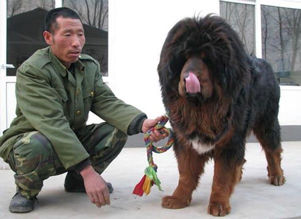 Tibetan Mastiff For Sale. tibetan_mastiff
