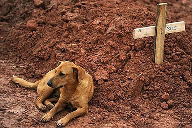 Dog Keeps Vigil At Owner's Grave After Floods Disaster In Brazil