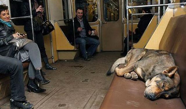 Moscow-Train-Dog-2.jpg