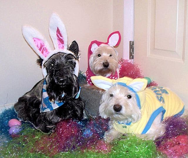 happy easter funny pictures. The Happy Easter Hounds: Fun