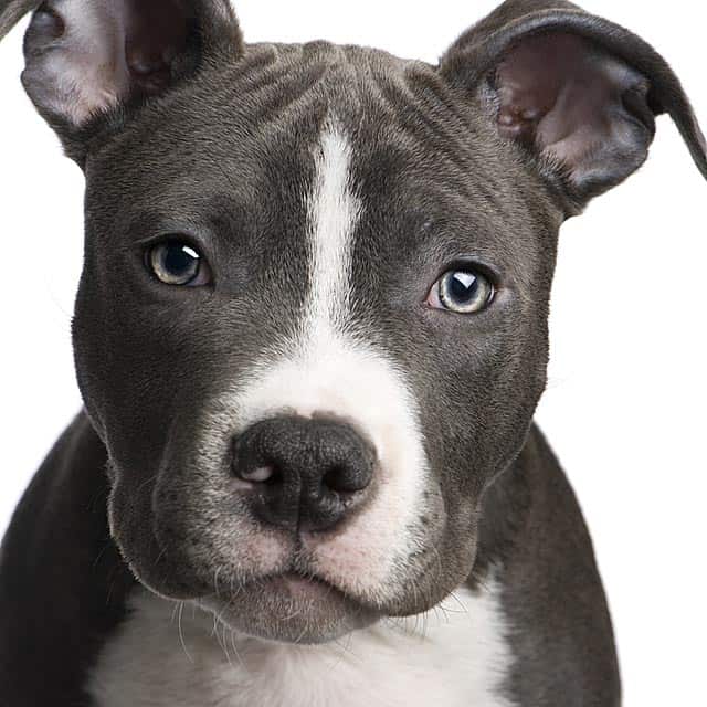 Austin, Texas Implements First Ever Pit Bull Therapy Dog ...