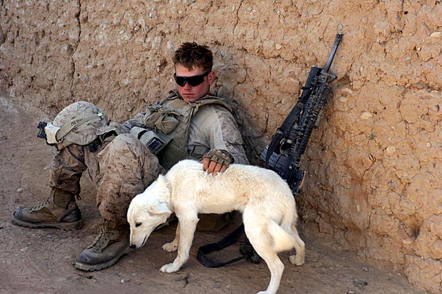 Soldier Pets Dog
