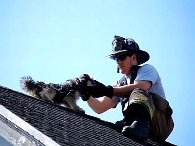 Firefighters Save Dog On Roof