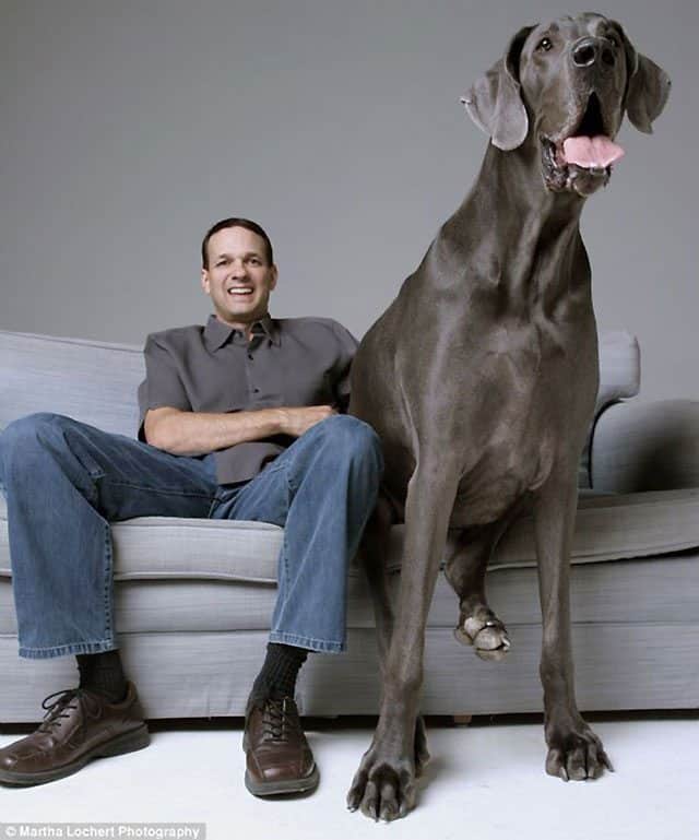 George The Great Dane Is World s Biggest Dog But He s Terrified Of Water
