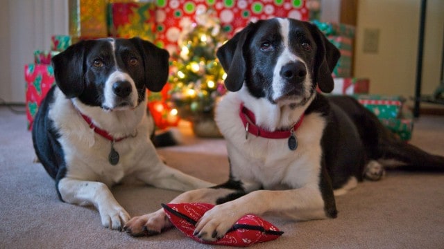 Max & Remy wish everyone a Merry Christmas!