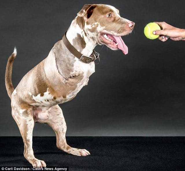 pit-bull-london-learns-to-walk-with-only-his-hind-legs-after-amputation