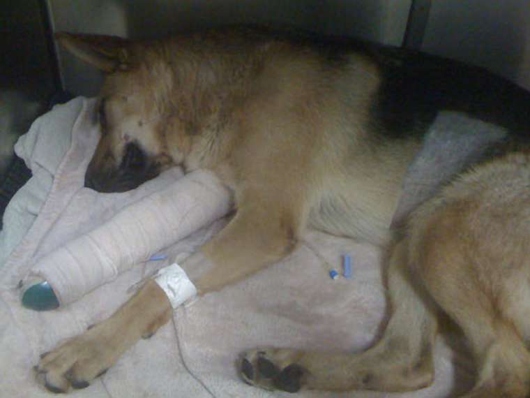 Freedom the German Shepherd resting up after treatment.