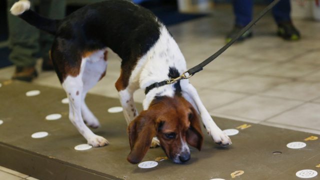 Elvis the Beagle uses his super-sniffer to detect polar bear pregnancies.