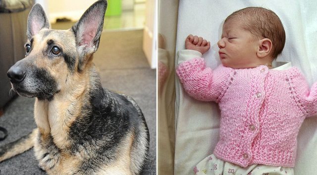 dog-finds-newborn-baby