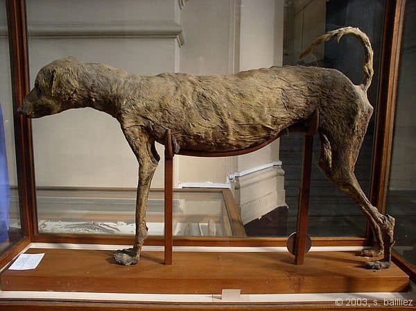 greyhound egypt