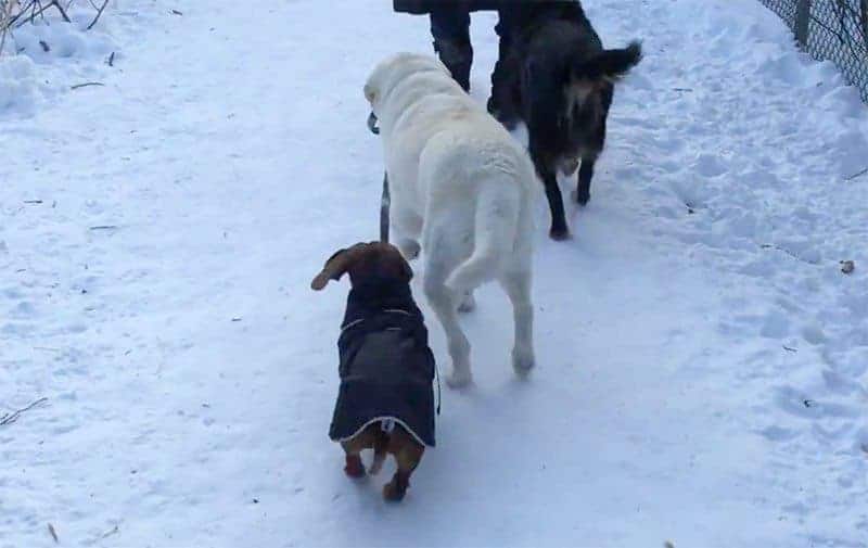 Labrador walks Dachshund.