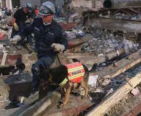 Labrador Retrievers, Golden Retrievers, German Shepherds, Collies, Rottweilers and scores of mutts provide the backbone of the search-and-rescue (SAR) operations at the World Trade Center wreckage. (Photo: Sep 15, 2001, Andrea Booher / FEMA)