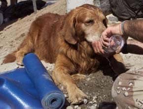 One dog-tired rescue dog gets a drink of water during a rest break from searching through the rubble. This Golden Retriever, "Bear", was one of the first dogs to arrive on the scene and get right to work.  A dedicated canine medical camp stands ready to treat for injuries and exhaustion.  Canine ambulances are also on hand. (Photo: Sep 13, 2001, Reuters / Pool / Beth Kaiser)