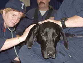 "Kinsey" of the Texas Task Force One has an injured paw treatedâ€”while dishing out her own dose of fuzz-therapy to weary crews. (Photo: Sep 20, 2001, Mike Rieger / FEMA)