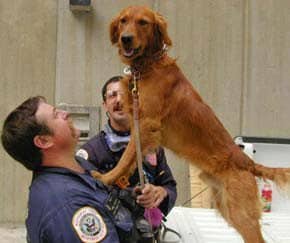  "Woody" and his partner Terry Trepanier of the Ohio Task Force Unit (above) are refreshed and ready for another go. (Photo: Sep 18, 2001, Michael Rieger/ FEMA News)