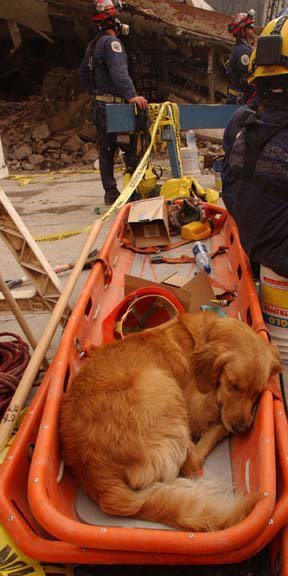 Just the sight of a dog is enough to lift the heaviest heart, whether the dog knows it or not.  At the moment, this one's probably just dreaming about a hot blueberry muffin. (Photo: Sep 23, 2001, Andrea Booher / FEMA)