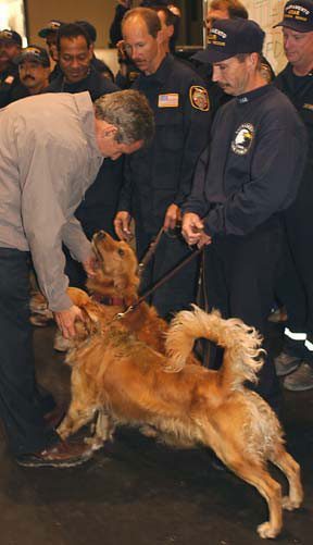 Two Golden Retriever SAR dogs receive a Presidential "Good dog!" from George W. Bush. For all their noble efforts, their indispensable support and immediate readiness in this unexpected crisis, the dogs have certainly not gone unappreciated.  But to them, that's all just part of the job of being a dog. (Photo: Michael Rieger / FEMA News)