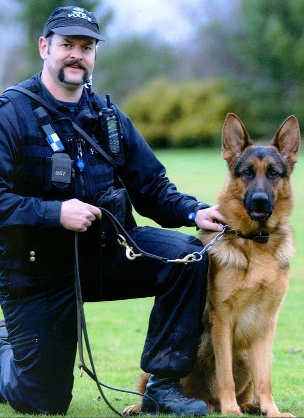 policedog_GSD