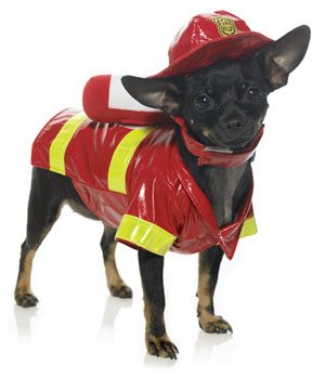 Chihuahua_fireman