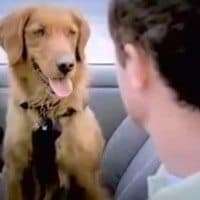 Super Cool Dog Commercial