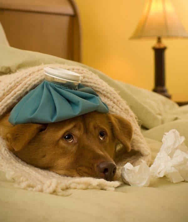 dog-flu