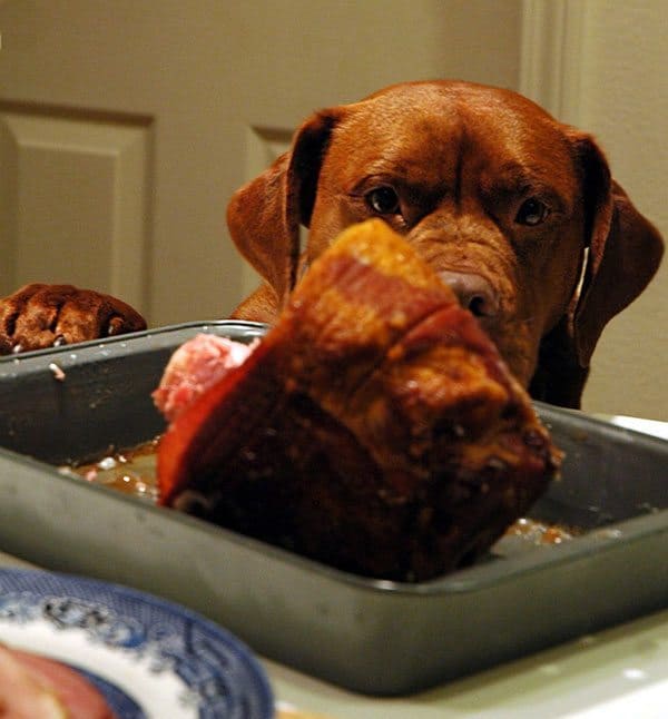 dog-thanksgiving