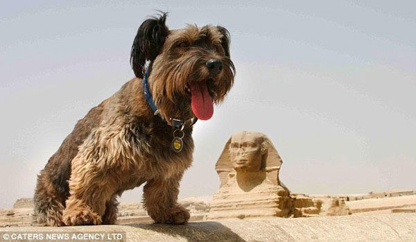 Egypt_Dog