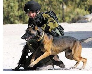 Dog veterans of Oketz, the IDFâ€™s K-9 special forces unit, often go on to a second career as police dogs, with some serving in the United States. Photo: Ariel Jerozolimski