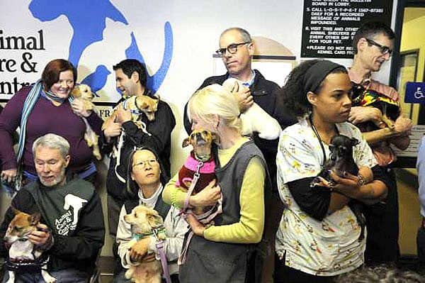 Dog owners and animal control workers show off Chihuahuas that have deluged the Bay Area's animal shelters at the Animal Control and Care center in San Francisco on Wednesday.  Credit: Russel A. Daniels / AP