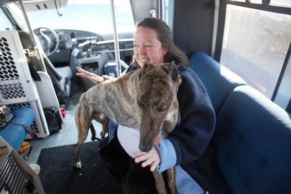 Kari Swanson, director of the nonprofit Midwest Greyhound Adoption, comforts Luke, a 3-year-old retired racing Greyhound, on Midwest Greyhoud Adoption's bus. Over the last 18 years, Swanson figures that she has placed more than 2,000 dogs in adoptive homes.