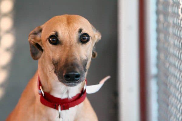 Scramblin' is a 2-year-old female Greyhound who has recently been retired from racing at Kenosha's Dairyland Greyhound Park. She's now in the custody of Midwest Greyhound Adoption, but it is hoped that she will ultimately get a permanent hope.
