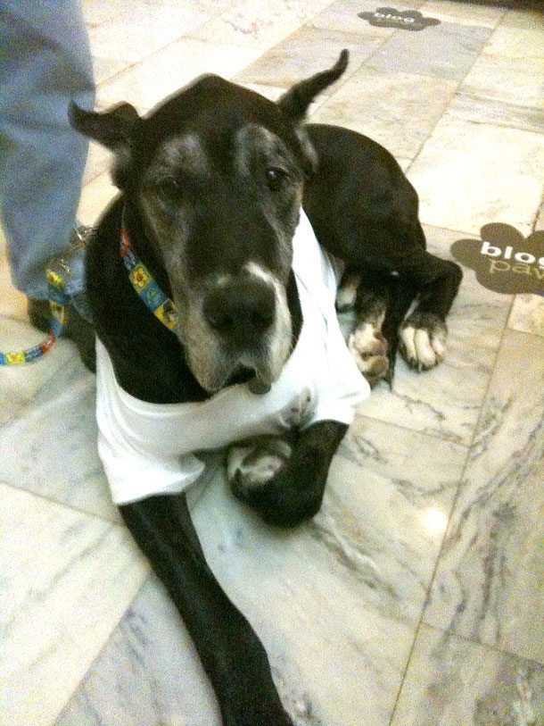 Hanging With Rex, The Great Dane!