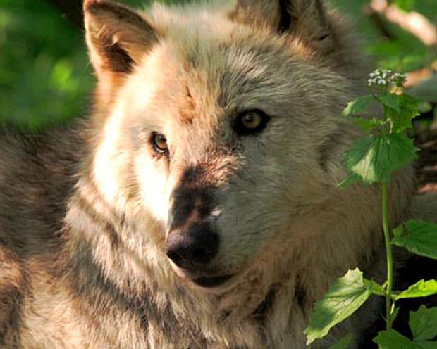 Wolf Ambassador Kaila RIP