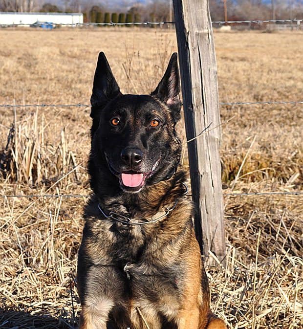 Police Dog Hero, Ruwa