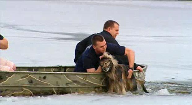 Delaware Dog Rescued From Ice 2