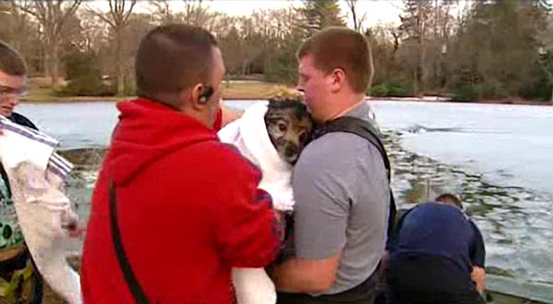 Delaware Dog Rescued From Ice 3
