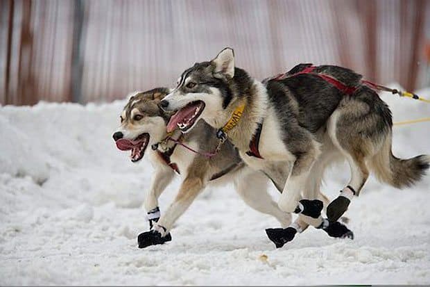 Iditarod Sled Dogs
