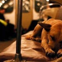 Moscow Dog Naps On Train 1
