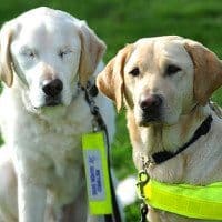 Opal and Edward Seeing Eye Dogs