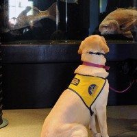 Service Dog Watches Fish