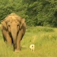 elephant and hound