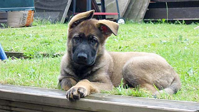 Police Dog Baz when he was a pup.