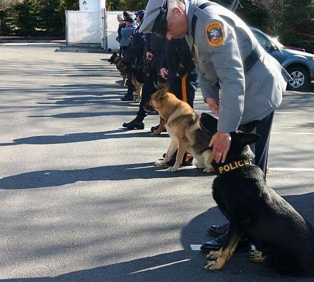 Police Dogs Stand At Attention.