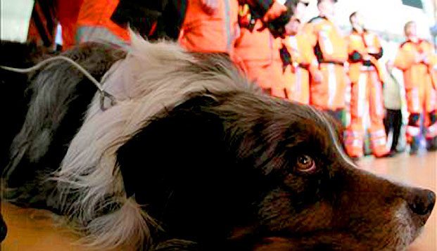 Swiss Rescue Team Dog
