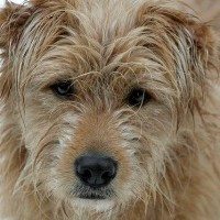 Wheaton Terrier