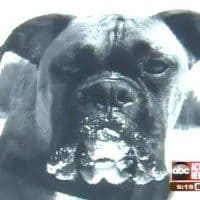 Boxer Killed by gator