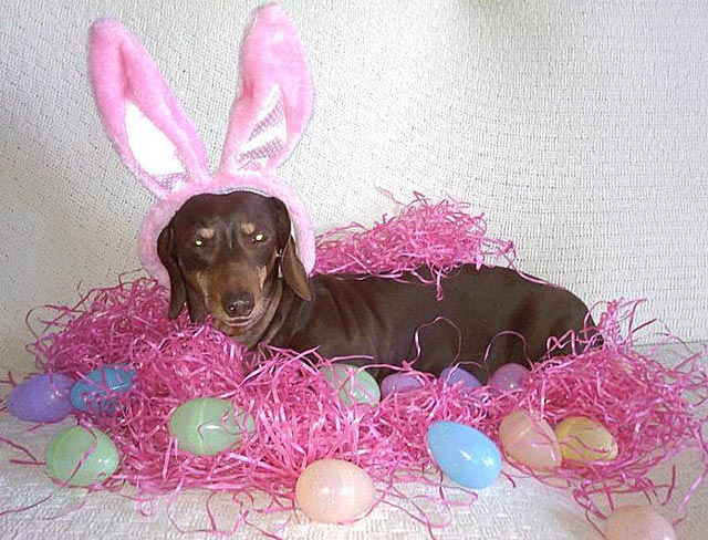 Say hi to Beanie the Easter Doxie. Denise Hawk