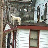 Dog On Roof