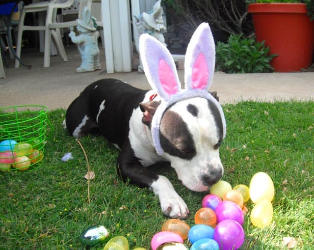 Mr. Buddy Rose is keeping tabs on all his Easter eggs!