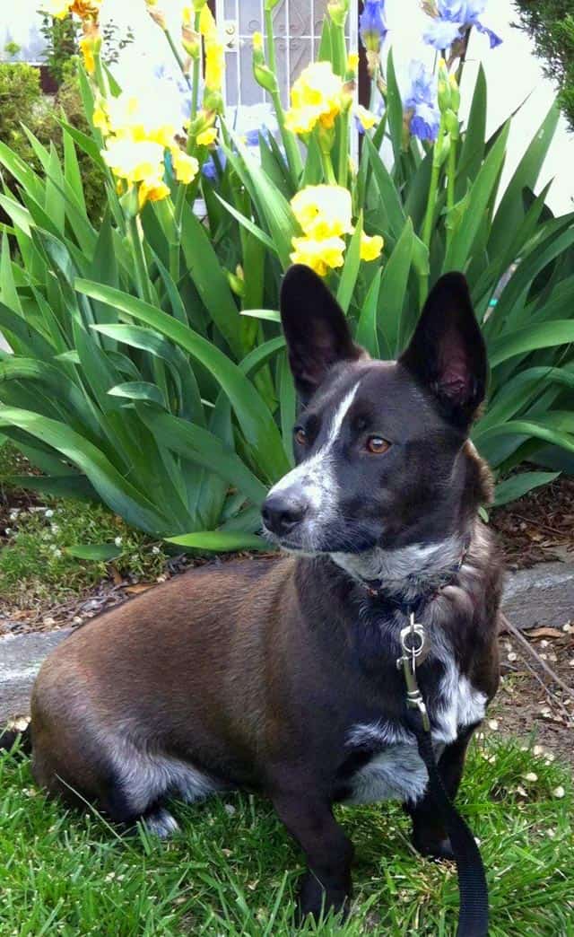 Gail A. Dacayanan sends us Zeke and his Easter Lillies!